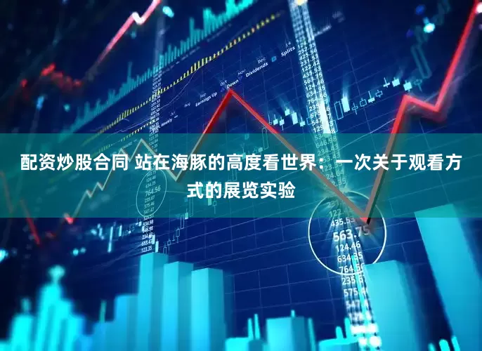 配资炒股合同 站在海豚的高度看世界：一次关于观看方式的展览实验